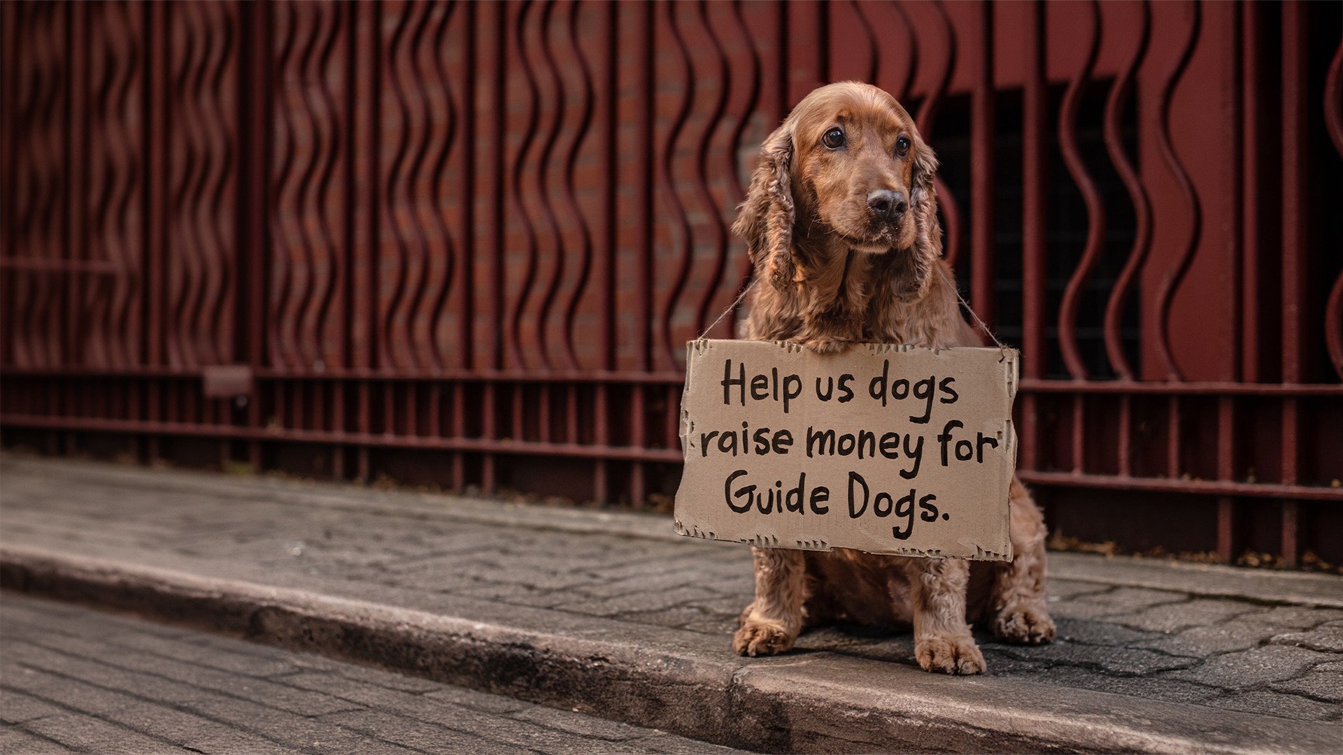 guidedogs-dogs-unite-header-1920x1080